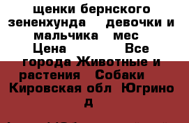 щенки бернского зененхунда. 2 девочки и 2 мальчика(2 мес.) › Цена ­ 22 000 - Все города Животные и растения » Собаки   . Кировская обл.,Югрино д.